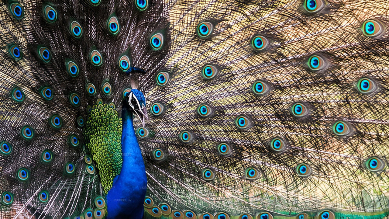 Private Tour from Weligama to Ella with Udawalawe Safari