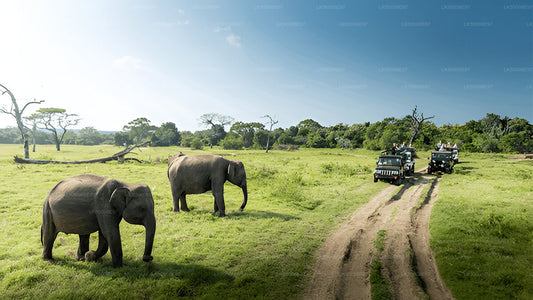 A safari vehicle driving on a dirt road with two elephants in the foreground in a grassy field.