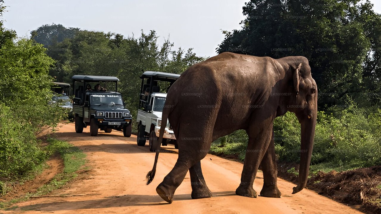 Private Tour from Weligama to Ella with Udawalawe Safari