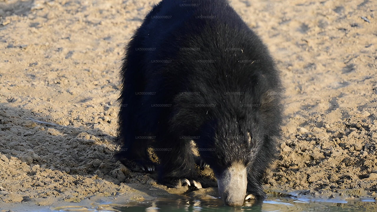 Private Tour from Weligama to Ella with Yala Safari