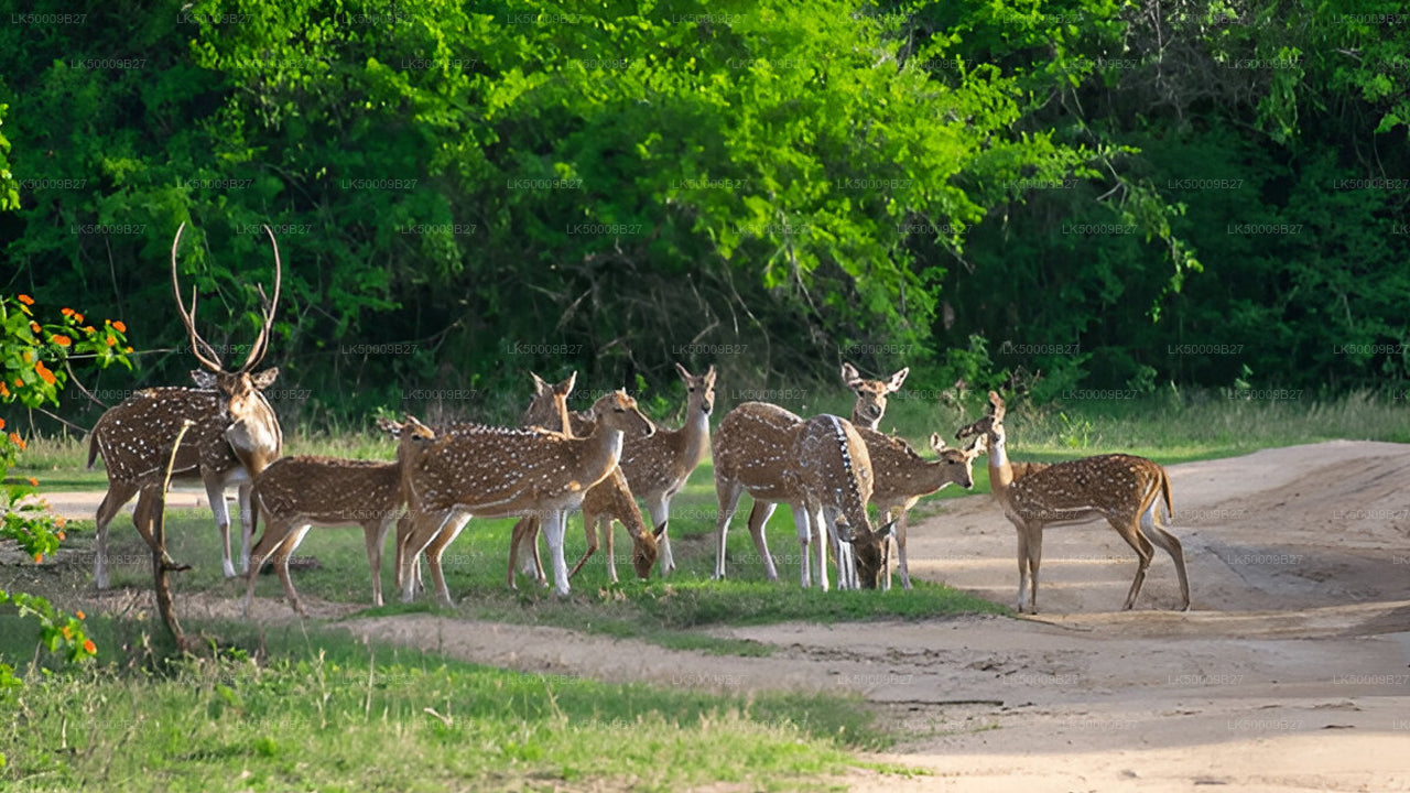 Private Tour from Weligama to Ella with Yala Safari
