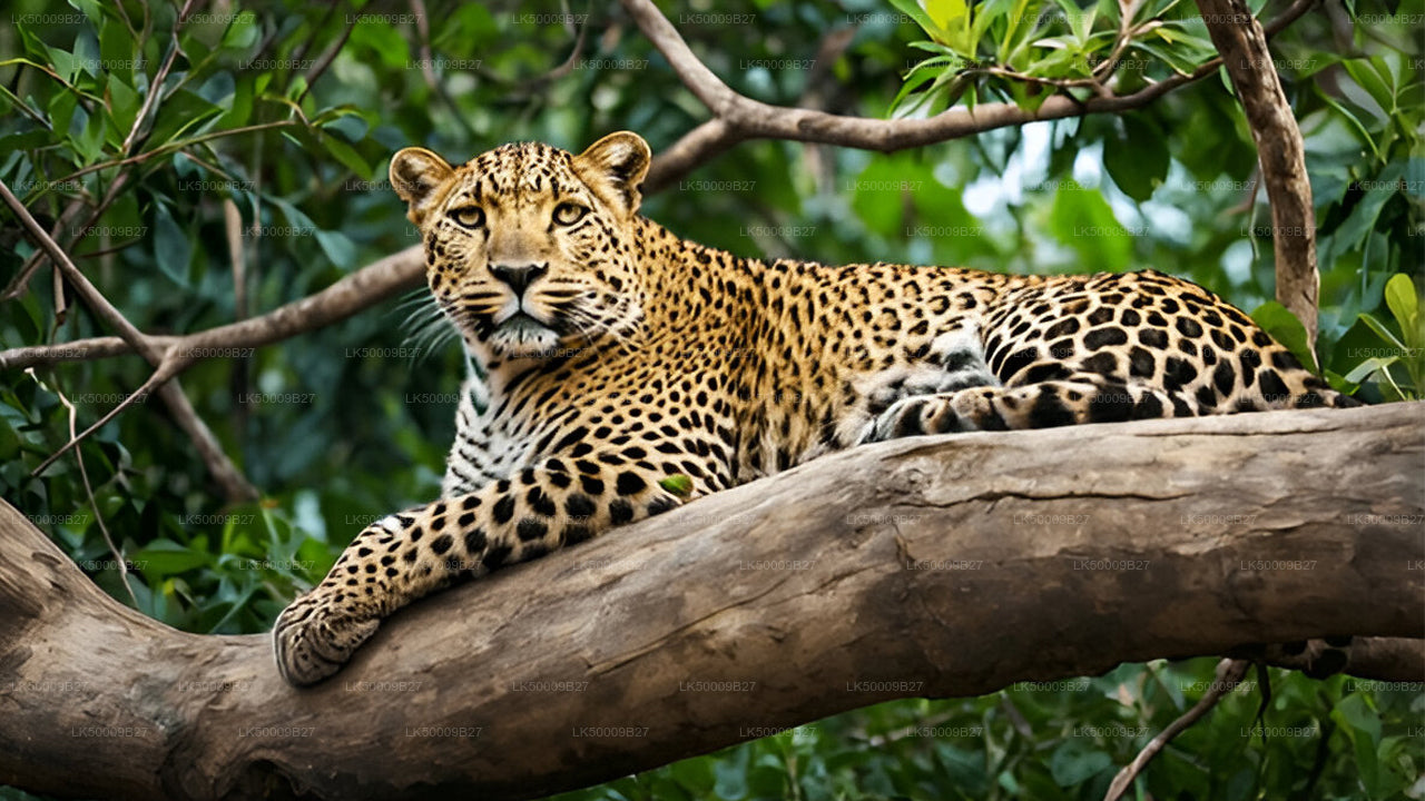 Private Tour from Weligama to Ella with Yala Safari