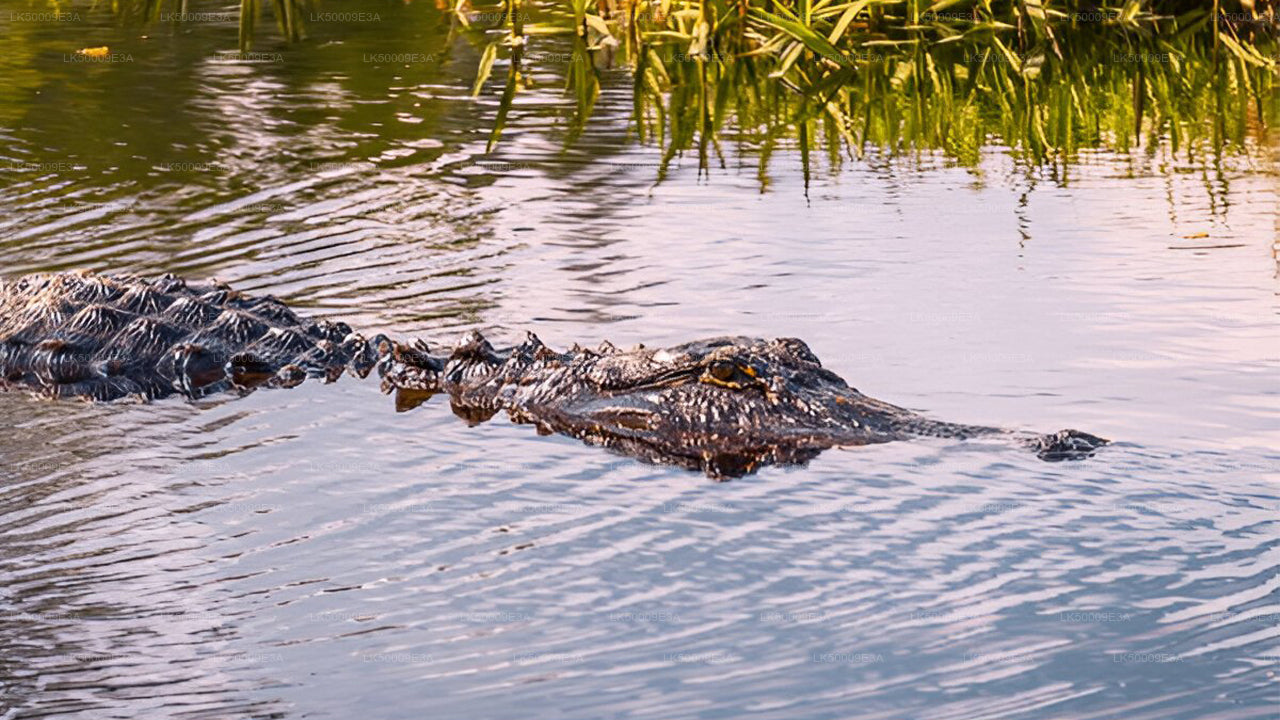 Udawalawe National Park Entrance Ticket