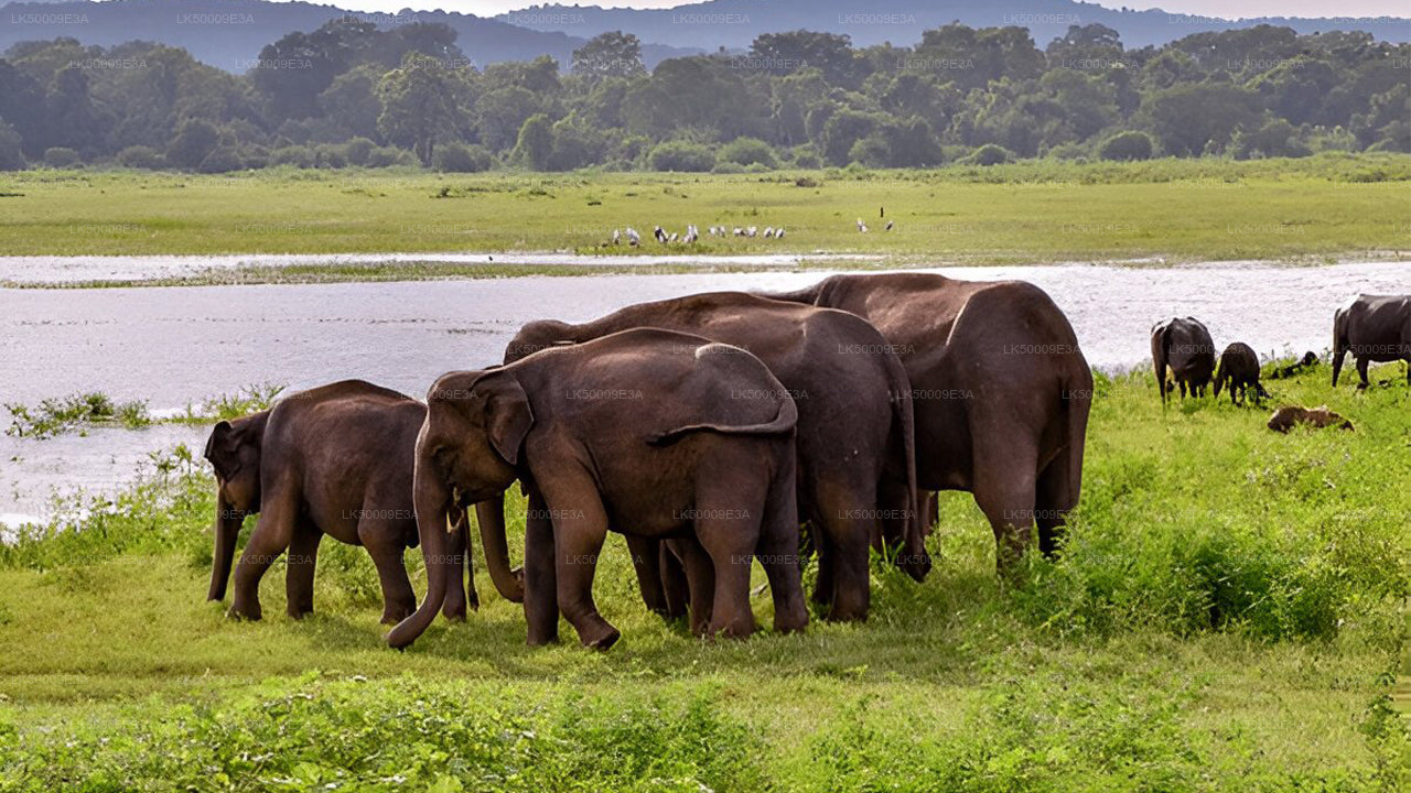 Private Tour from Unawatuna to Ella with Udawalawe Safari