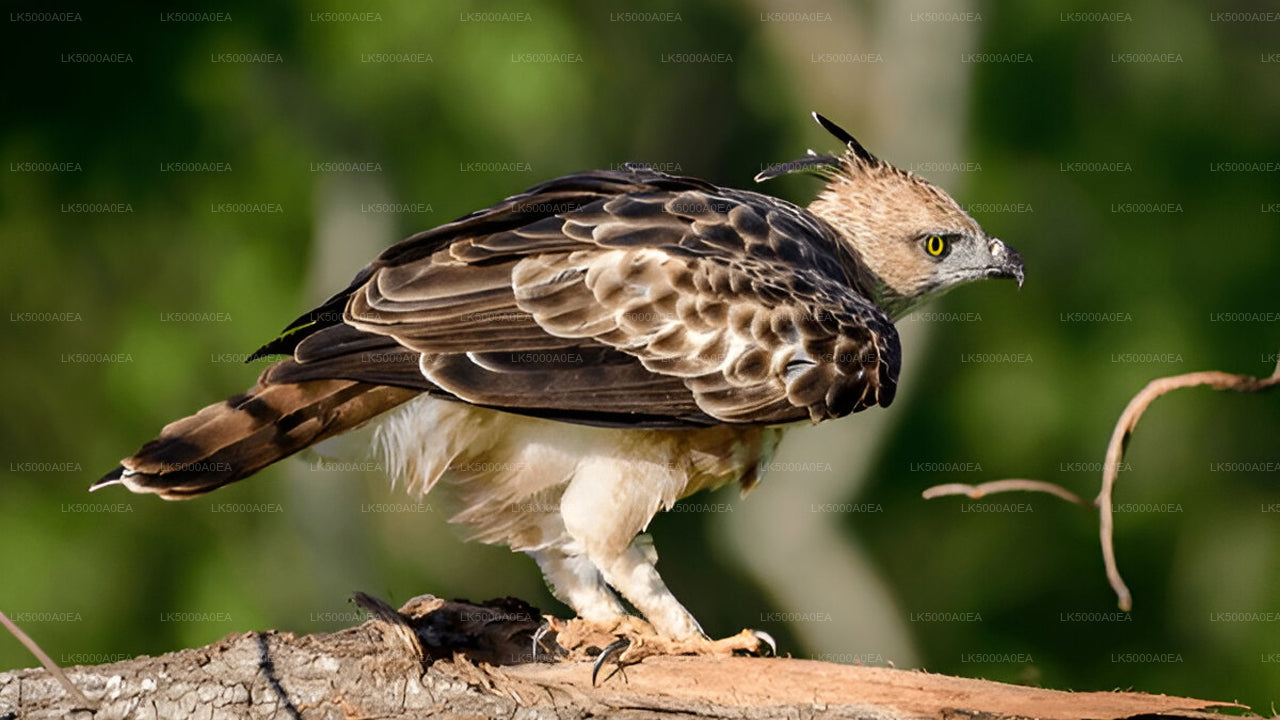 Private Tour from Nuwara Eliya to Tangalle with Udawalawe Safari