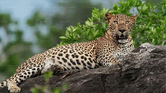 Safari privato nel Parco Nazionale Wilpattu