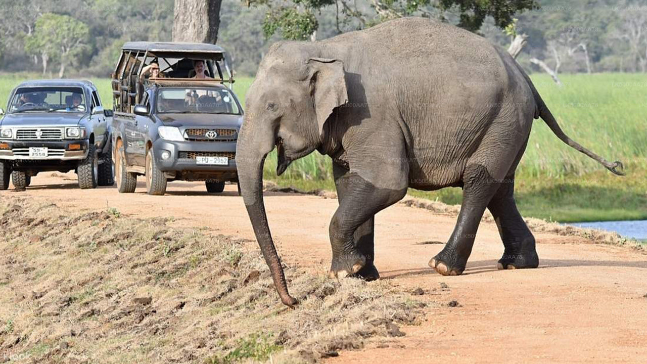 Safari privato nel Parco Nazionale Wilpattu