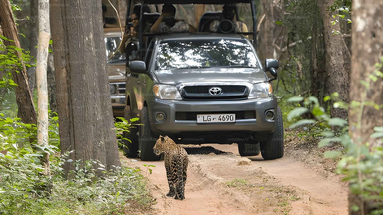 Safari privato nel Parco Nazionale Wilpattu