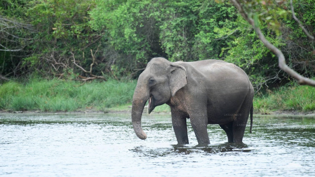 Safari privato nel Parco Nazionale Wilpattu
