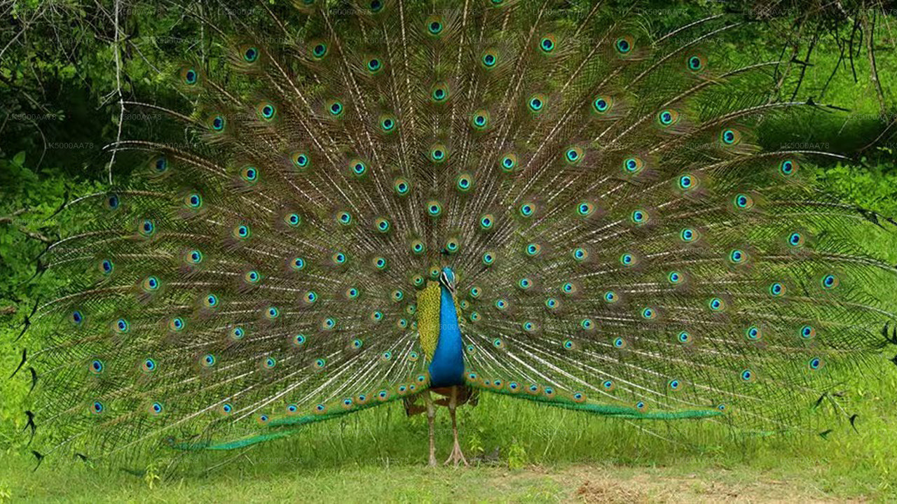 Safari privato nel Parco Nazionale Wilpattu