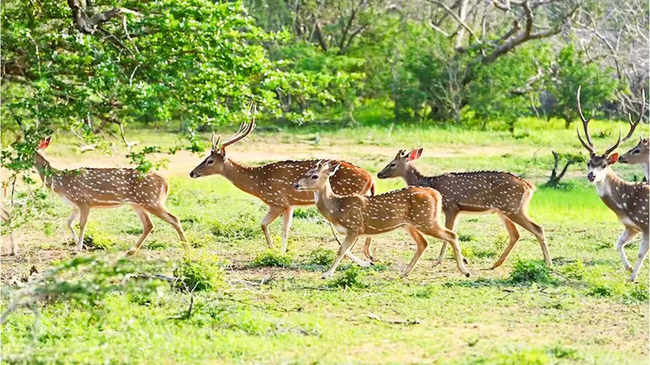 Safari privato nel Parco Nazionale Wilpattu