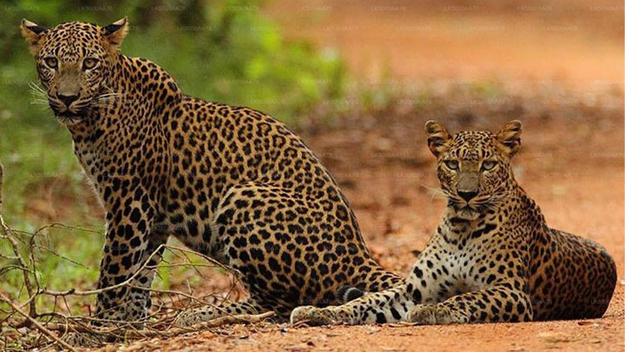 Safari privato nel Parco Nazionale Wilpattu