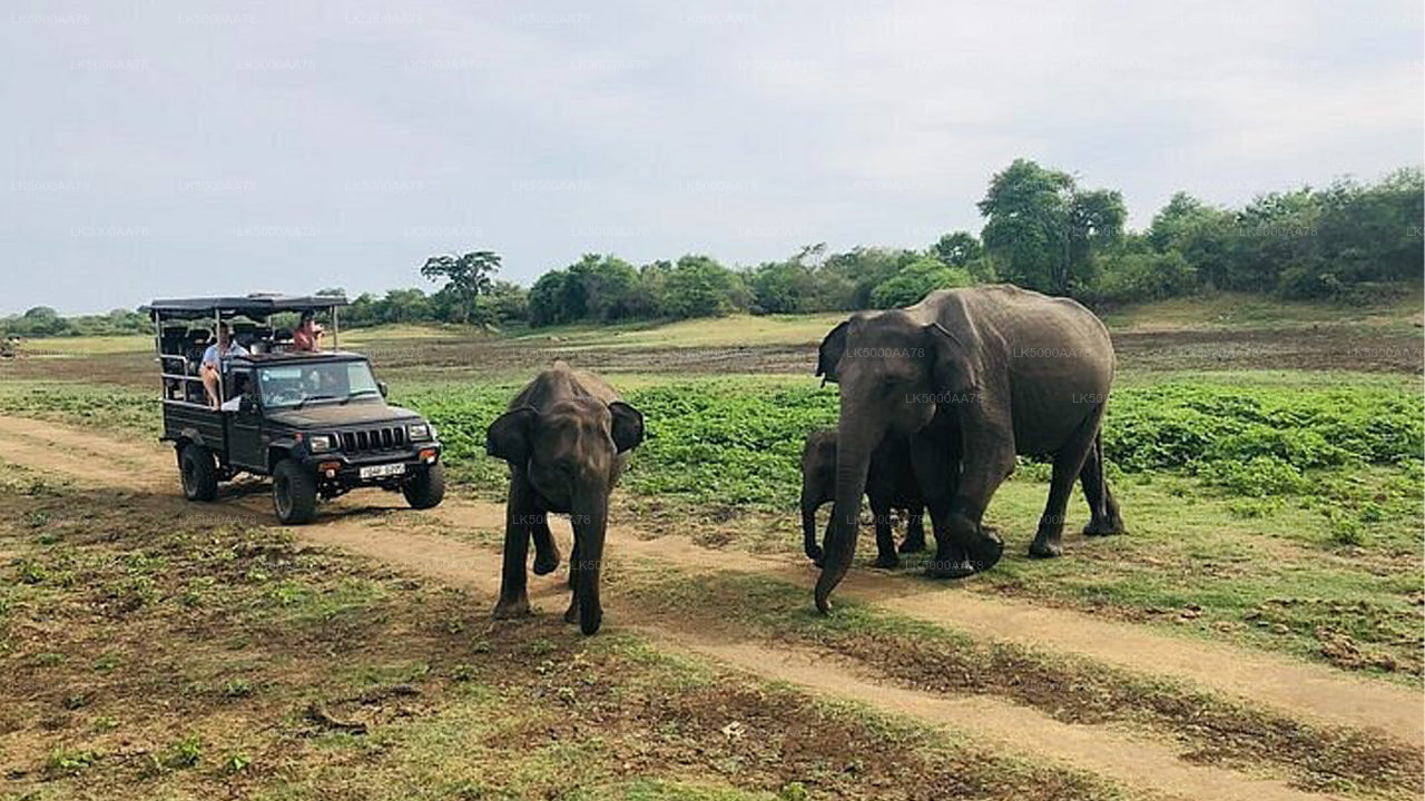 Safari privato nel Parco Nazionale Wilpattu