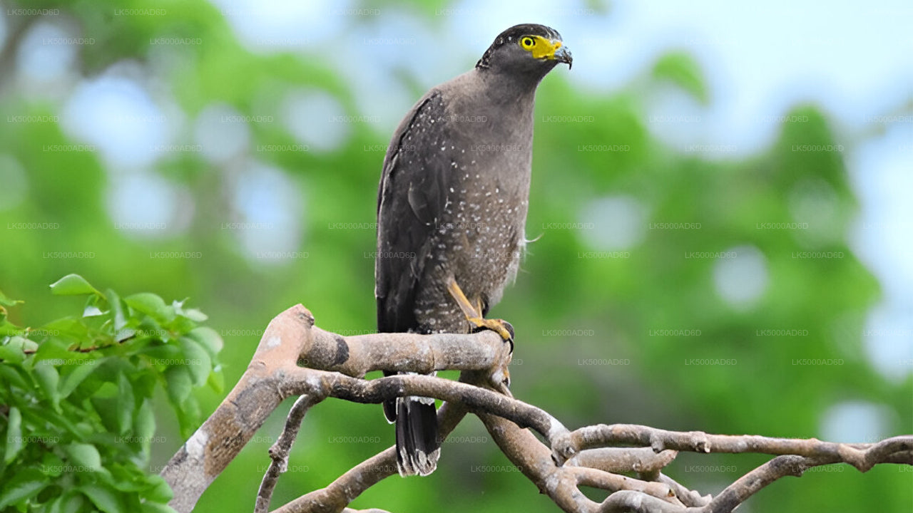 Private Tour from Galle to Ella with Yala Safari