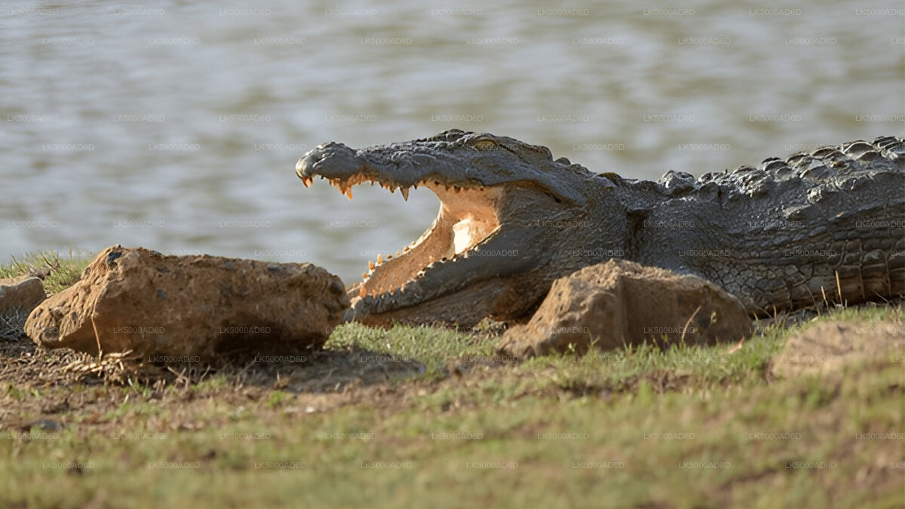 Private Tour from Galle to Ella with Yala Safari