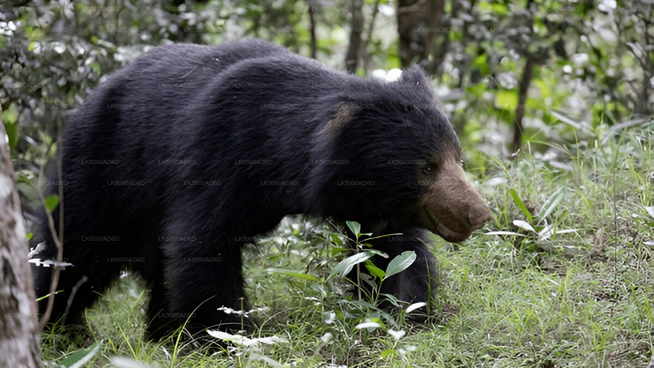 Private Tour from Galle to Ella with Yala Safari