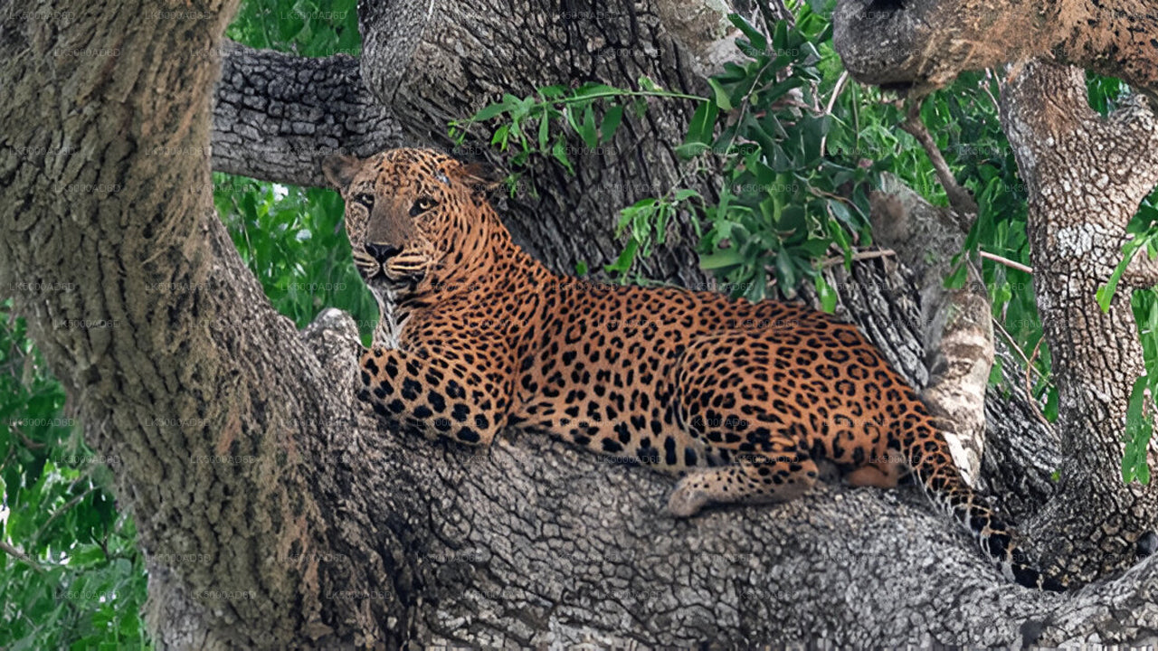 Private Tour from Galle to Ella with Yala Safari