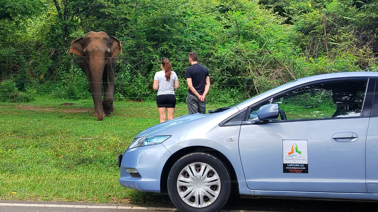 Private Tour from Ella to Unawatuna with Udawalawe Safari
