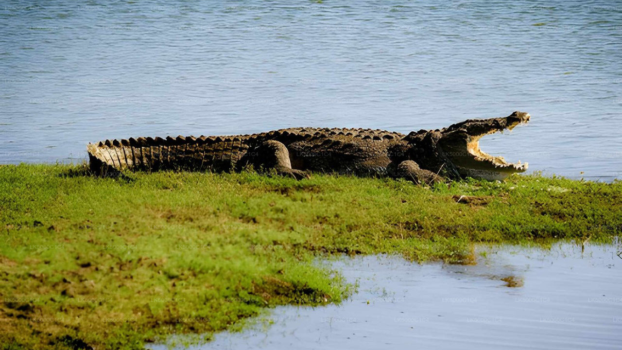 Tour privato da Ella a Hiriketiya con Udawalawe Safari