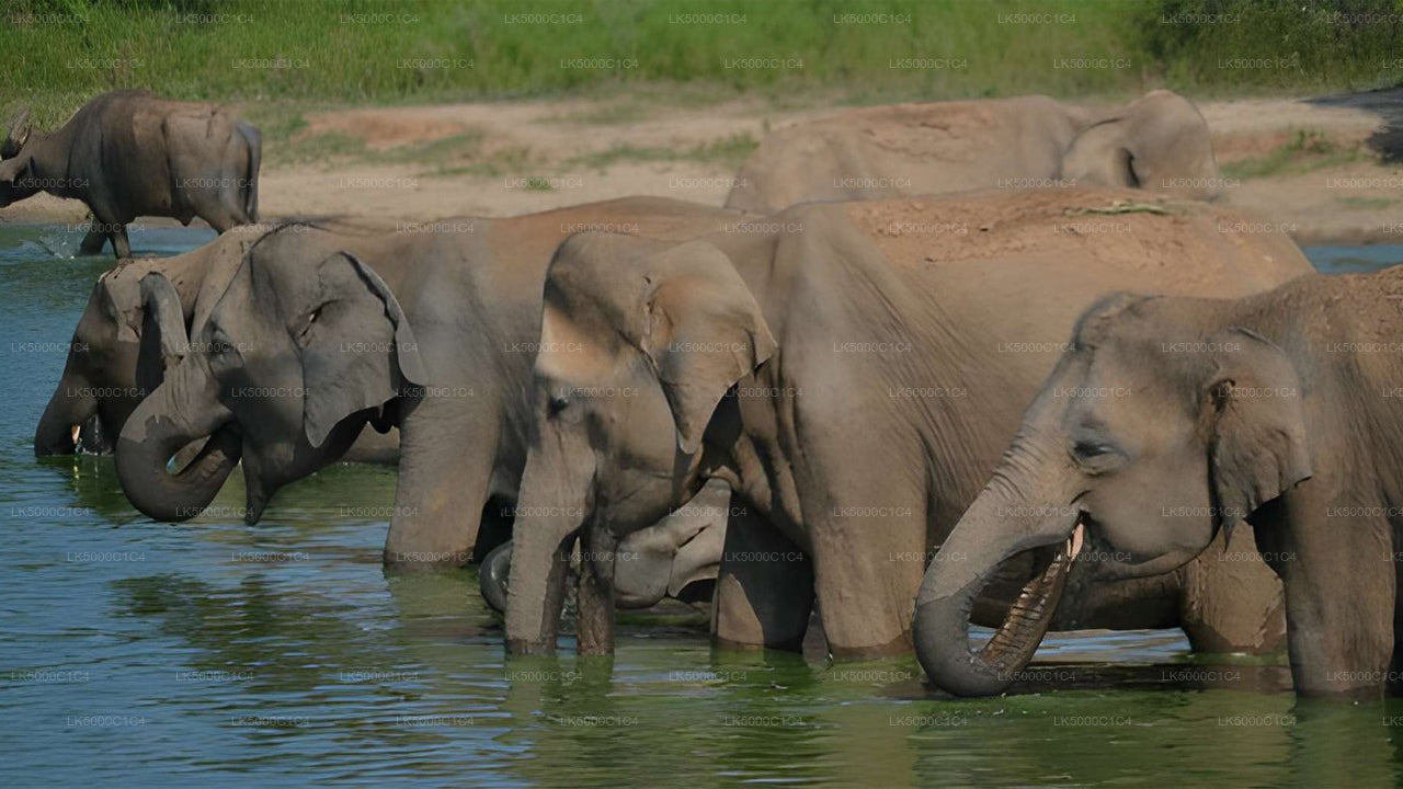 Tour privato da Ella a Hiriketiya con Udawalawe Safari