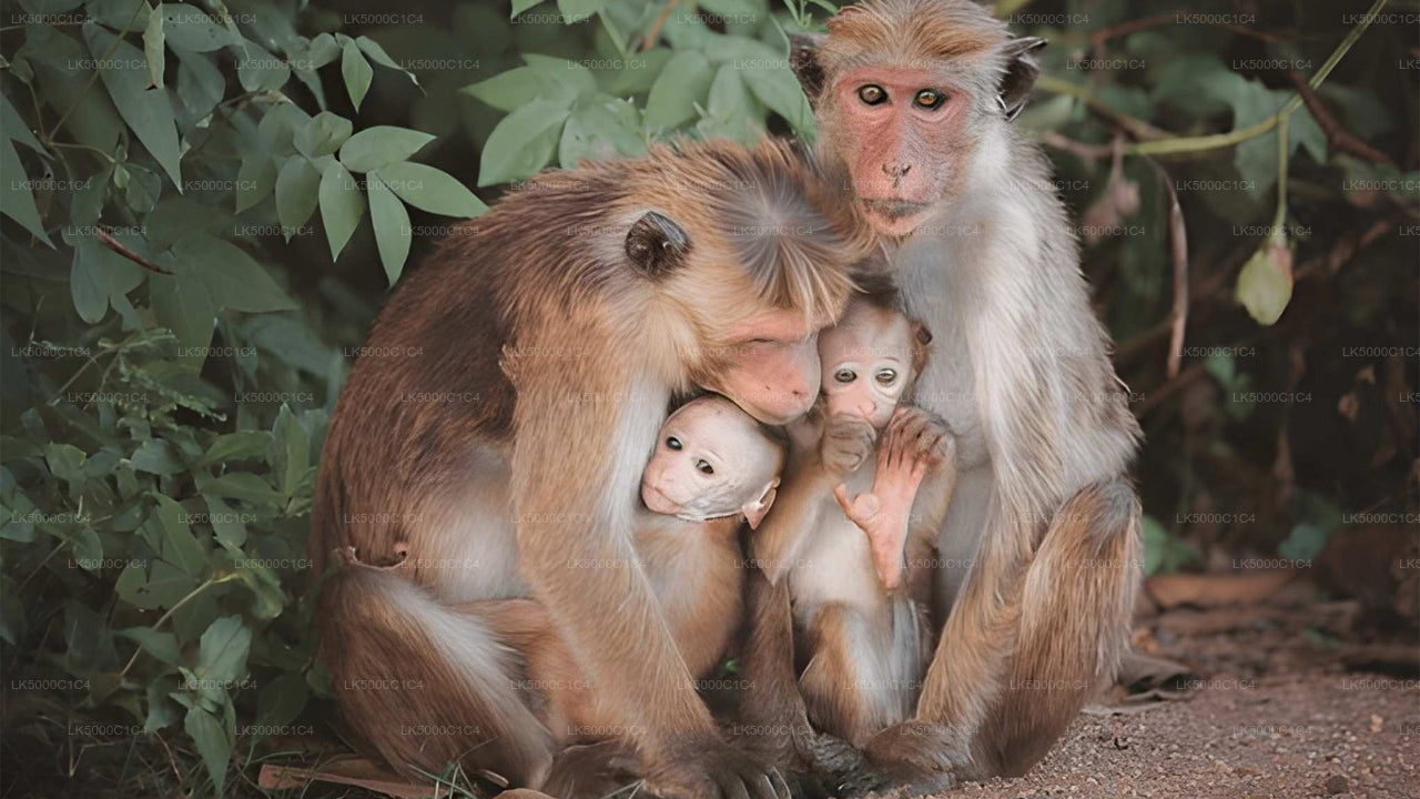 Tour privato da Ella a Hiriketiya con Udawalawe Safari