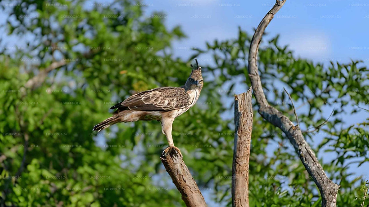 Tour privato da Ella a Hiriketiya con Udawalawe Safari