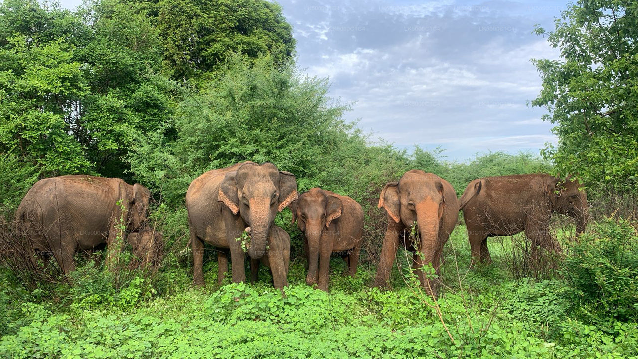 Tour privato da Ella a Hiriketiya con Udawalawe Safari