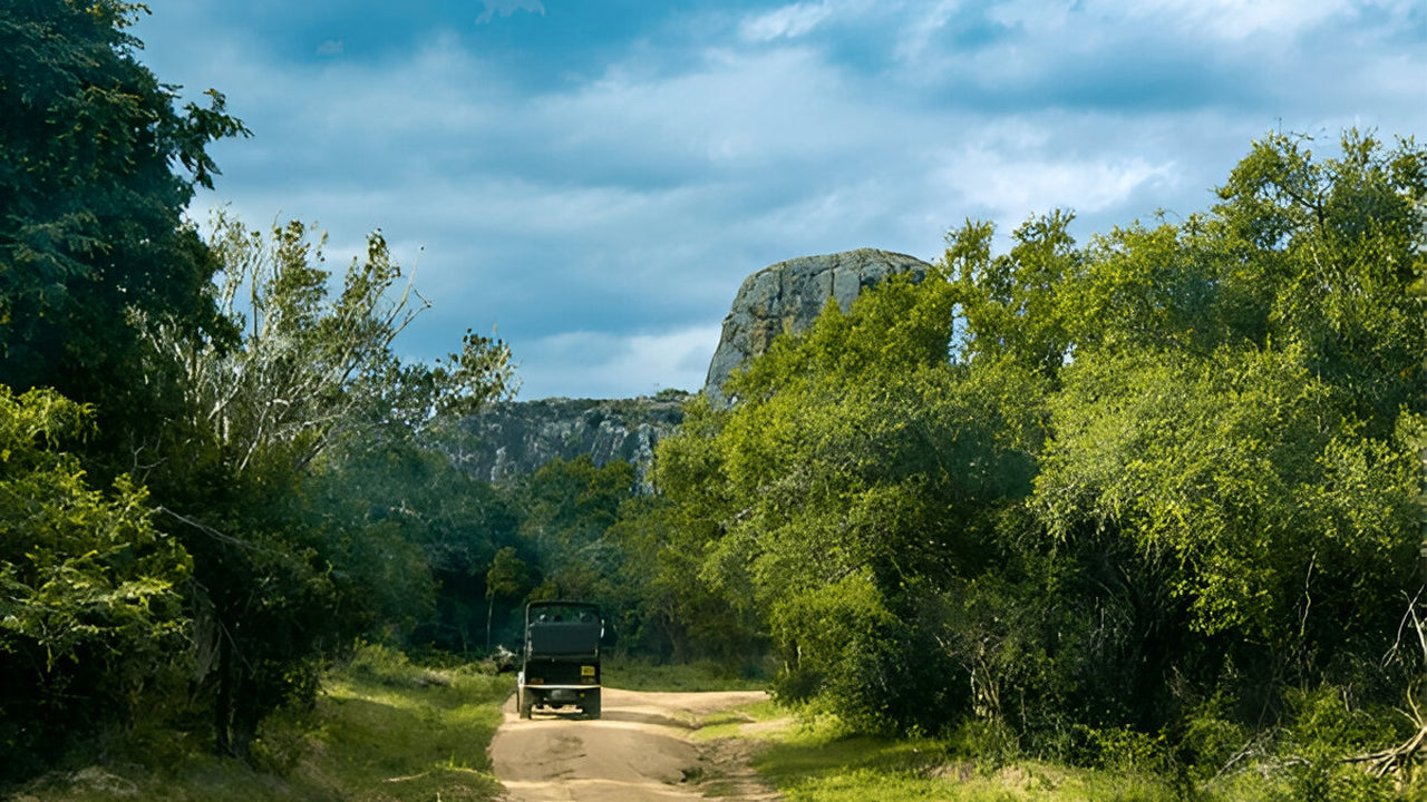 Parco nazionale di Yala (blocco 5) Safari etico