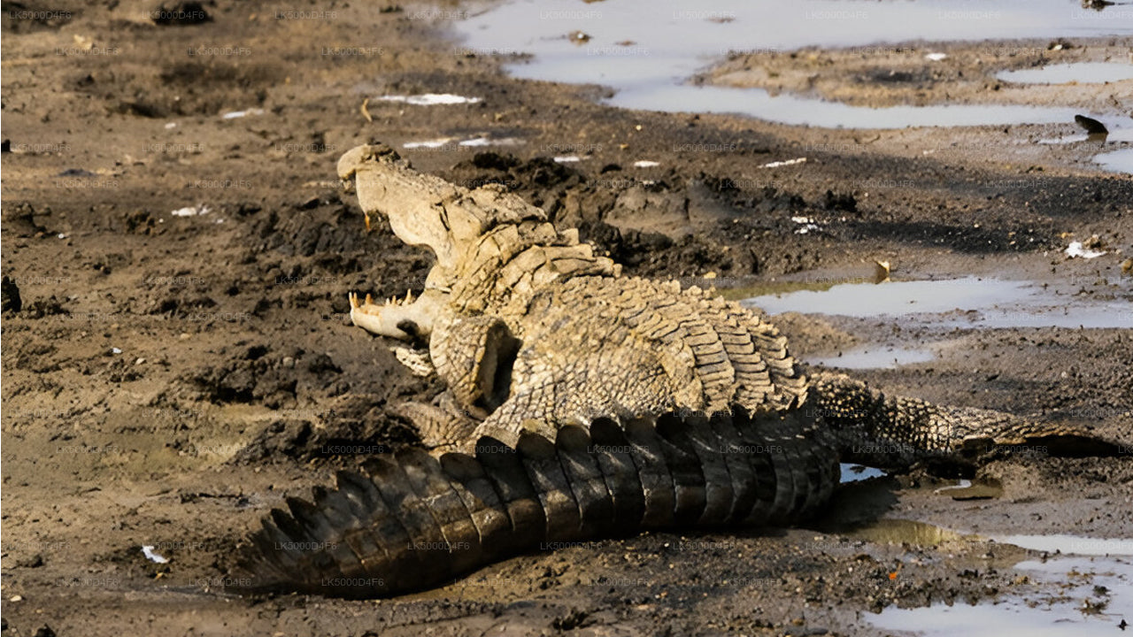 Private Tour  from Unawatuna to Ella with Yala Safari