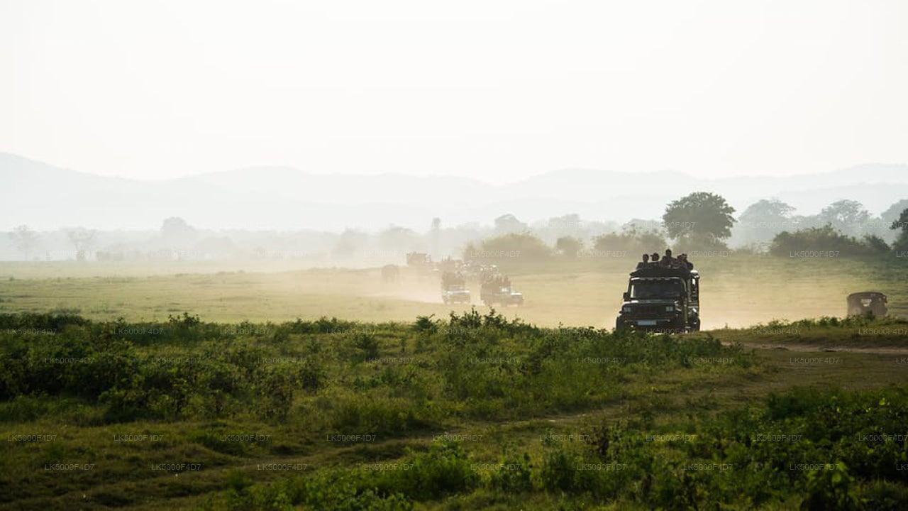 Private Tour from Ella to Hiriketiya with Yala Safari