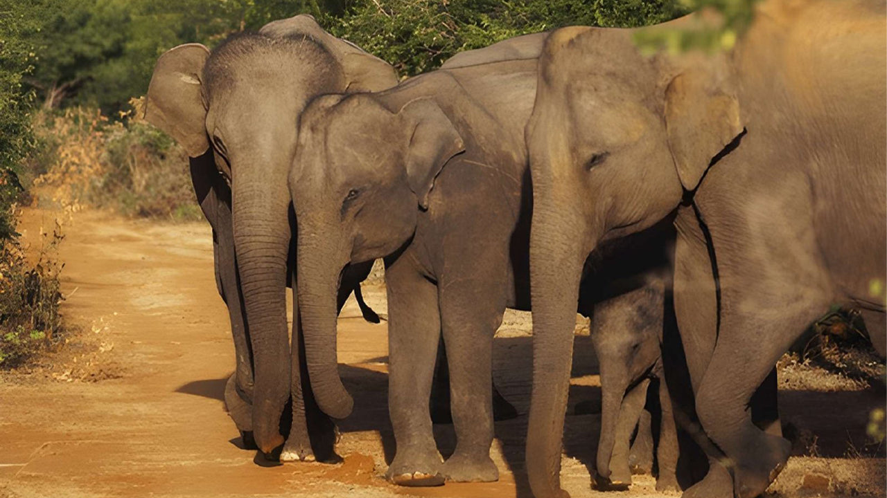Safari privato nel Parco Nazionale Udawalawe con naturalista