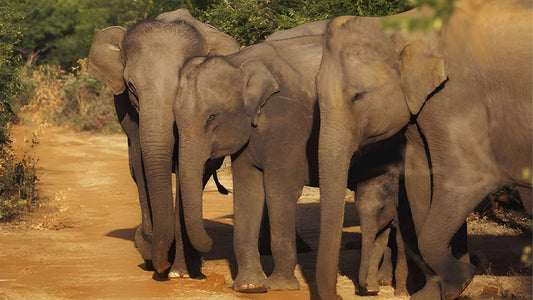 Safari privato nel Parco Nazionale Udawalawe con naturalista