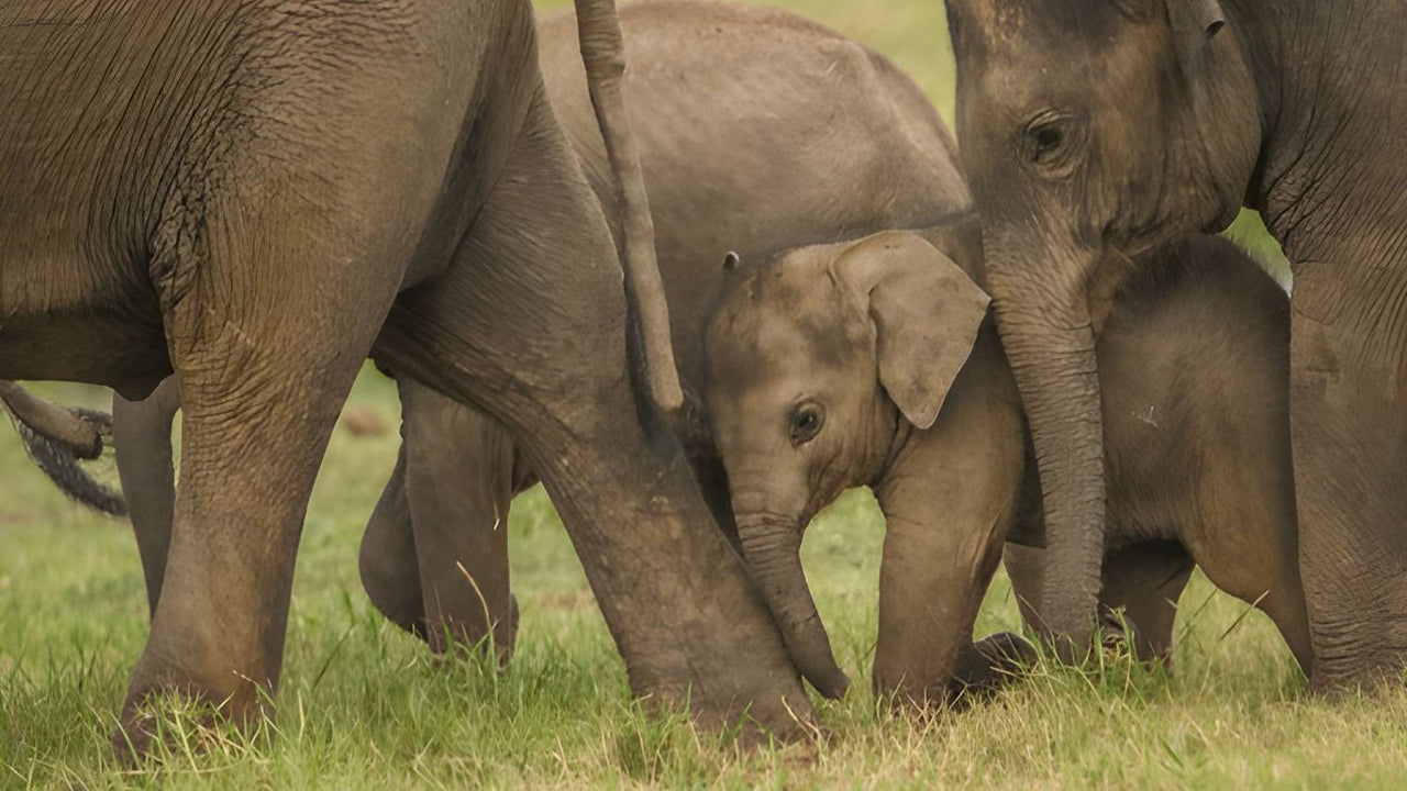 Safari privato nel Parco Nazionale Udawalawe con naturalista