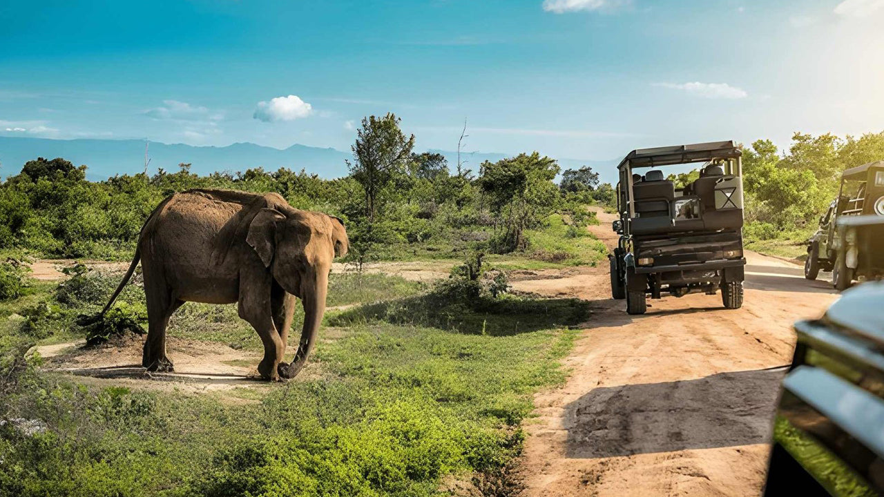 Safari privato nel Parco Nazionale Udawalawe con naturalista