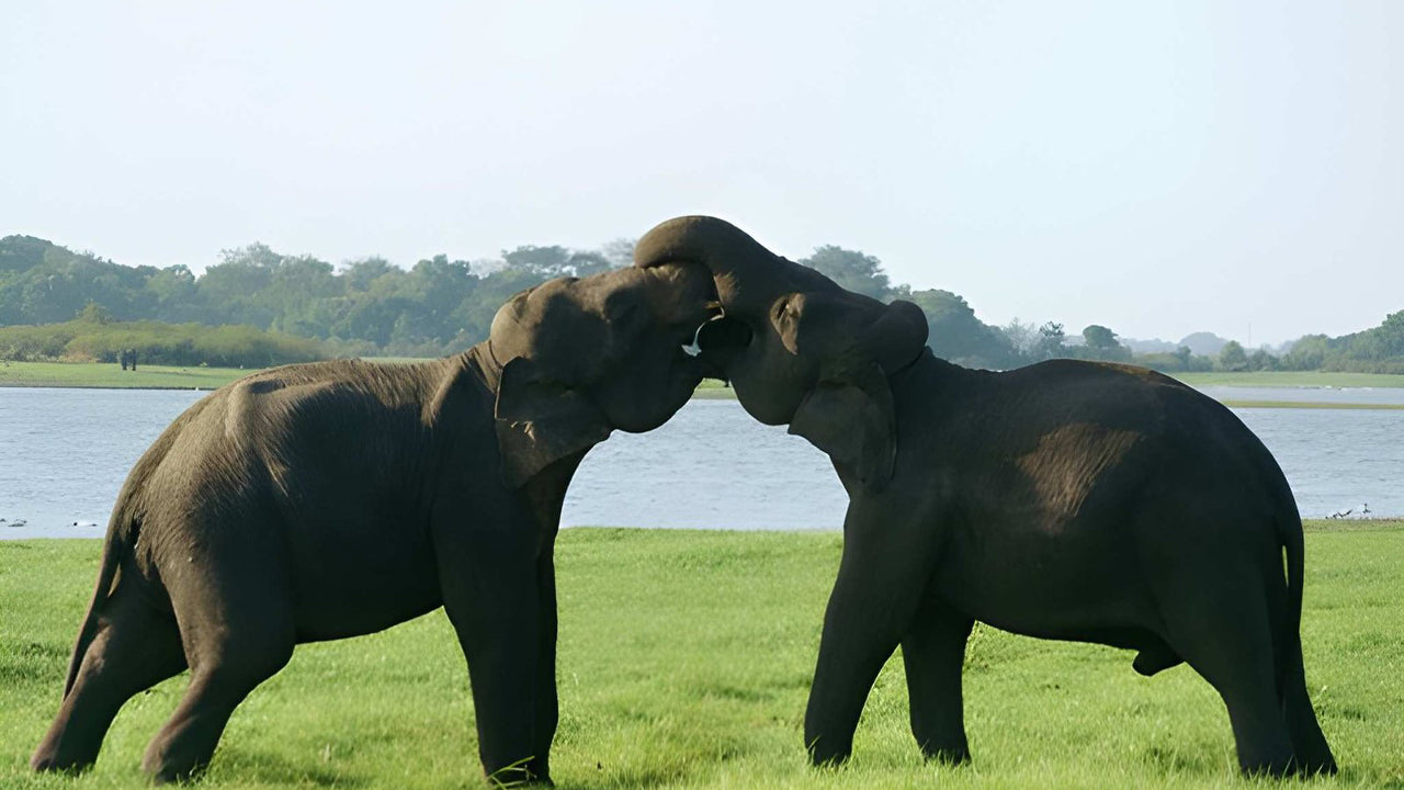 Safari privato nel Parco Nazionale Udawalawe con naturalista