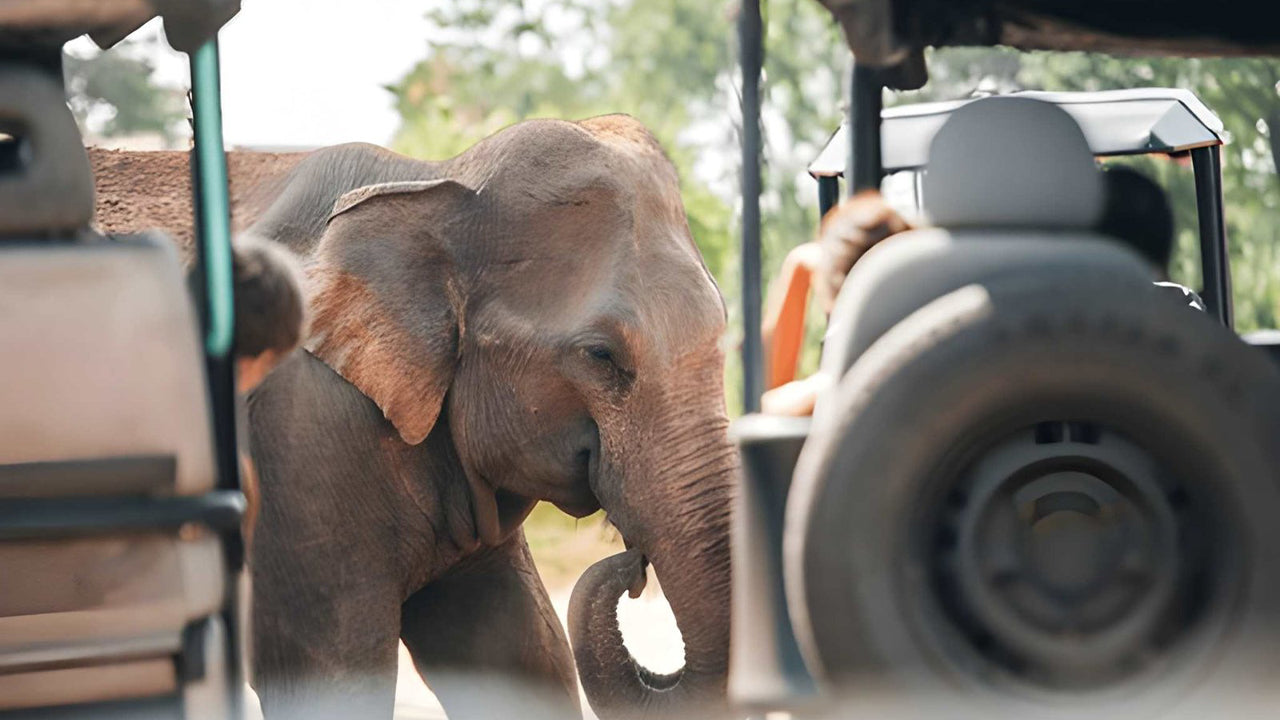 Safari privato nel Parco Nazionale Udawalawe con naturalista