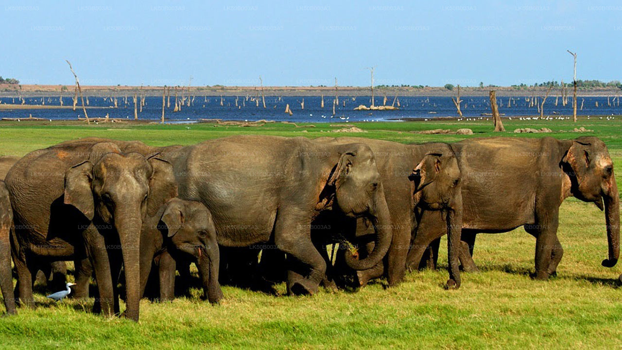 Safari privato nel Parco Nazionale di Minneriya