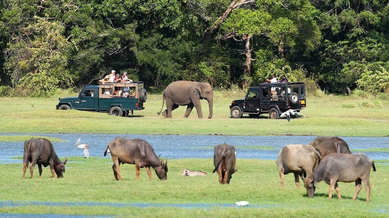 Safari privato nel Parco Nazionale di Minneriya