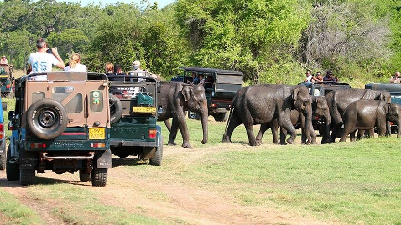 Safari privato nel Parco Nazionale di Minneriya
