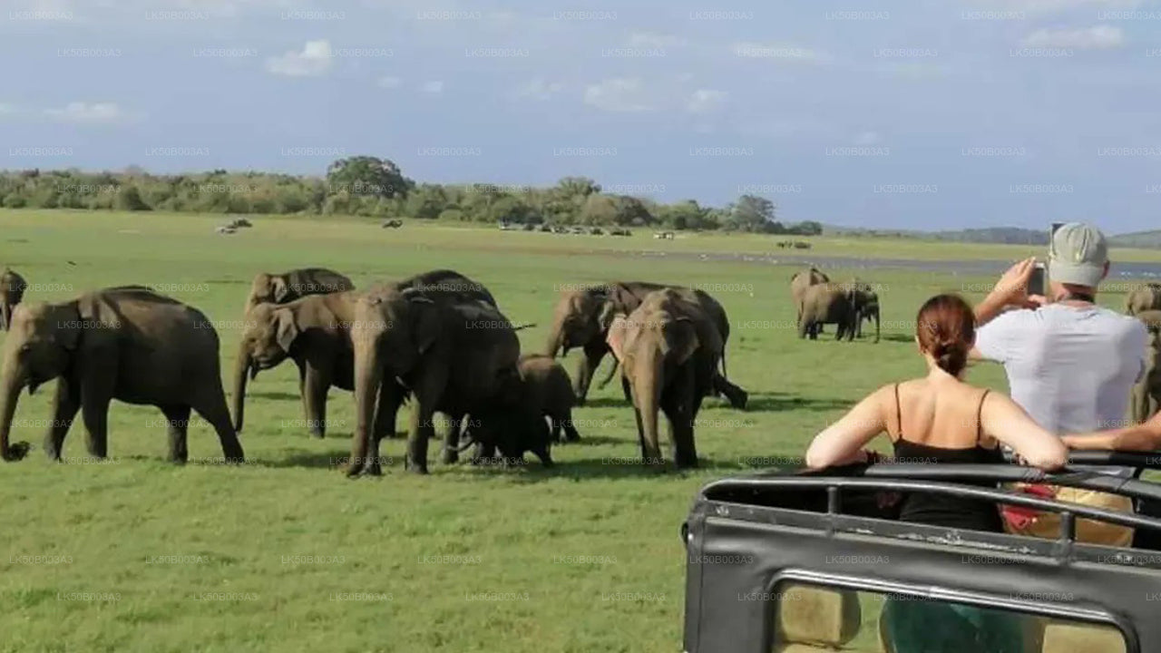 Safari privato nel Parco Nazionale di Minneriya