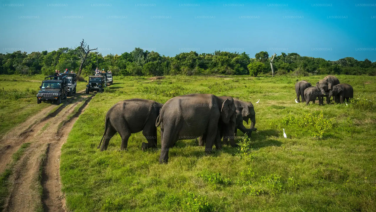 Safari privato nel Parco Nazionale di Minneriya