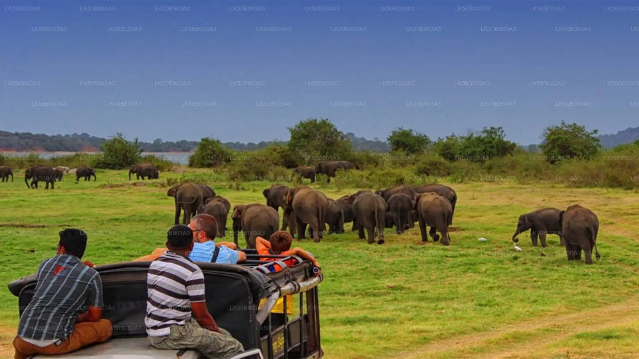 Safari privato nel Parco Nazionale di Minneriya