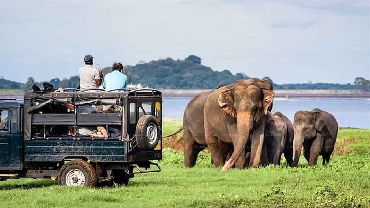 Safari privato nel Parco Nazionale di Minneriya
