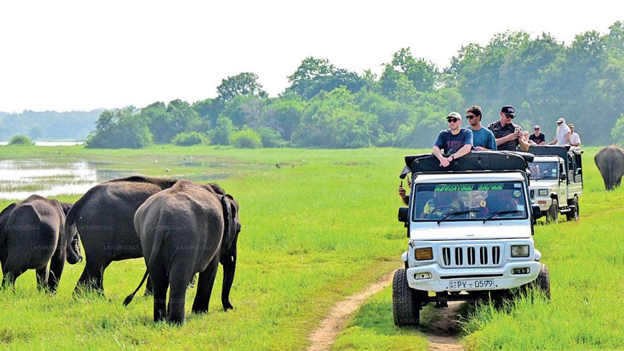 Safari privato nel Parco Nazionale di Minneriya