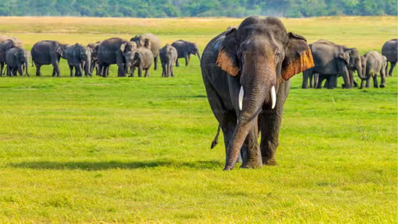 Safari privato nel Parco Nazionale di Minneriya
