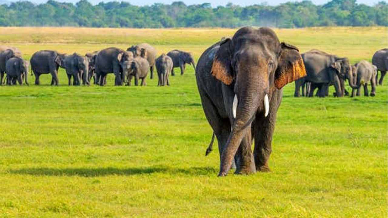 Safari nel Parco Nazionale di Minneriya da Sigiriya