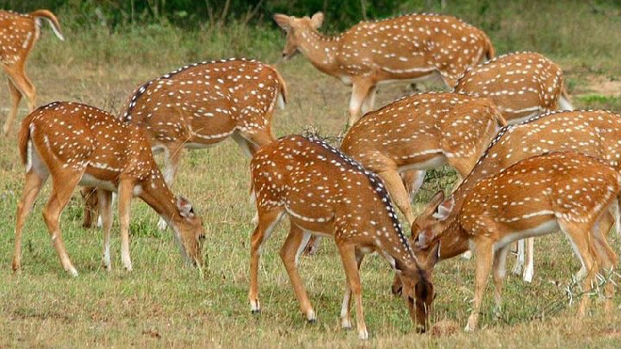 Safari nel Parco Nazionale di Minneriya da Sigiriya