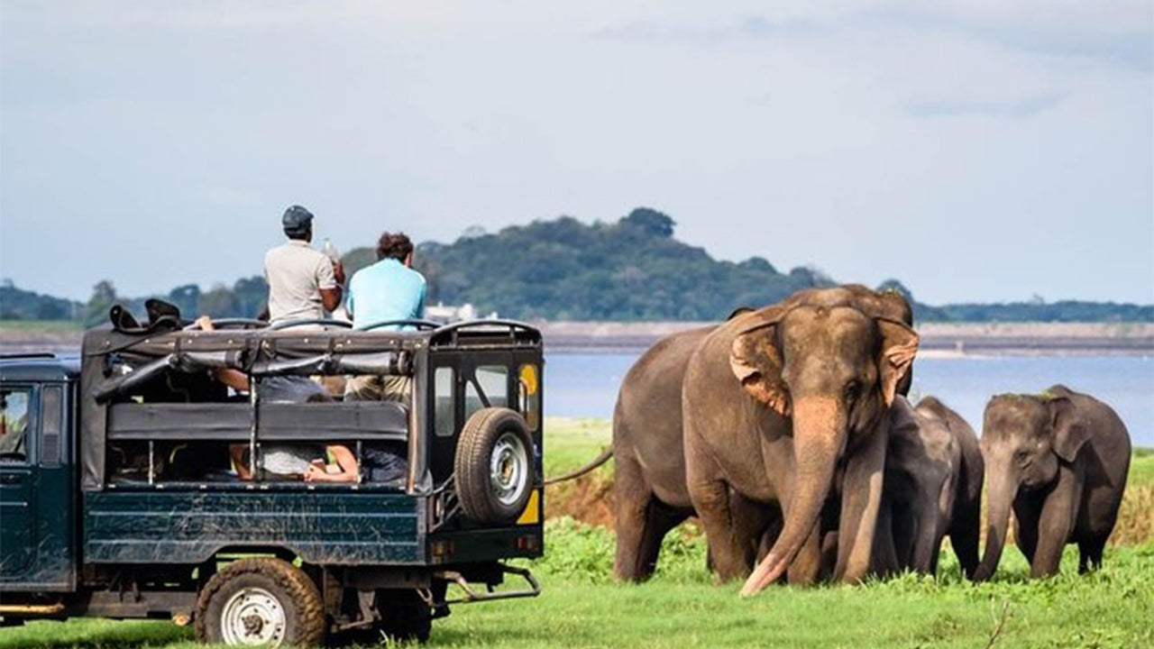 Safari nel Parco Nazionale di Minneriya da Sigiriya