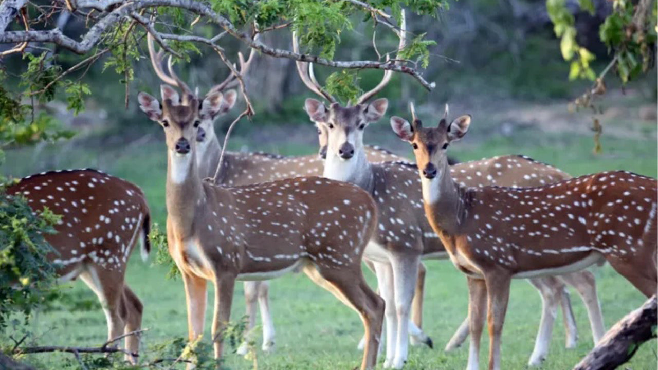 Safari nel Parco Nazionale di Minneriya da Sigiriya