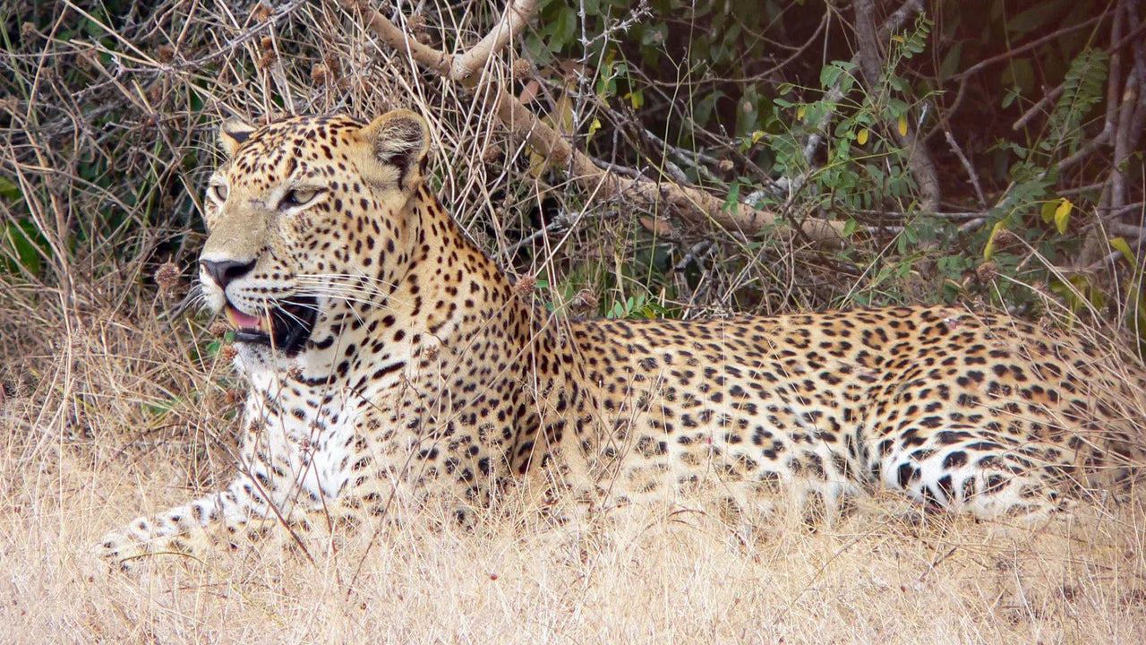 Safari privato nel Parco Nazionale di Yala